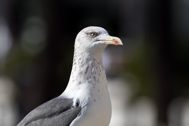 Primer plano de un pájaro