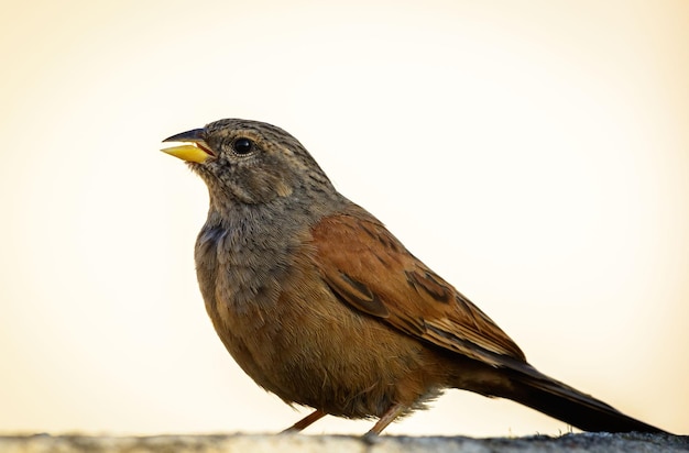 Un primer plano de un pájaro