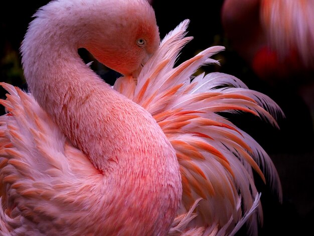 Foto un primer plano de un pájaro