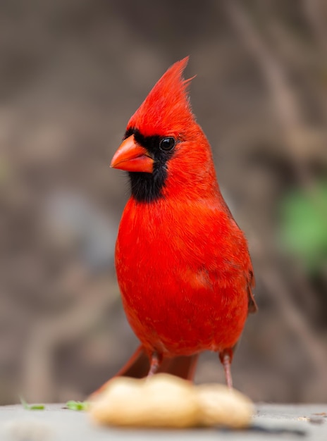 Foto un primer plano de un pájaro