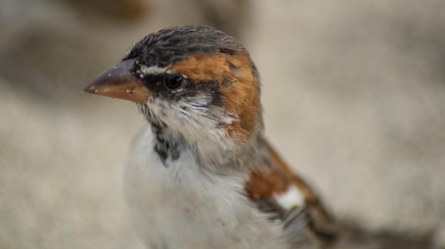 Primer plano de un pájaro