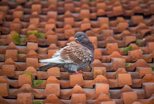 Primer plano de un pájaro