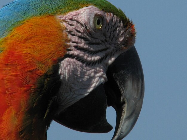 Foto un primer plano de un pájaro