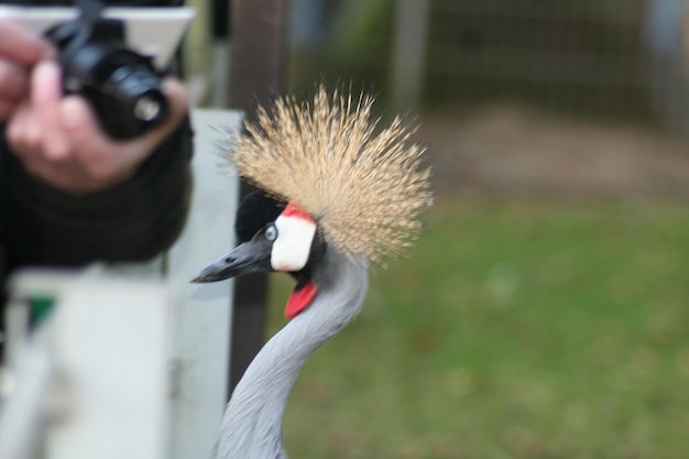 Primer plano de un pájaro