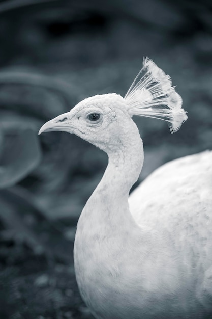 Foto primer plano de un pájaro