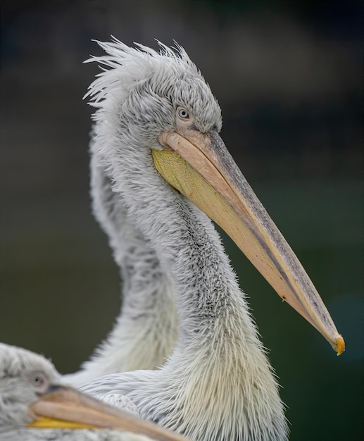 Foto un primer plano de un pájaro