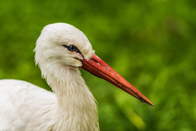 Foto primer plano de un pájaro