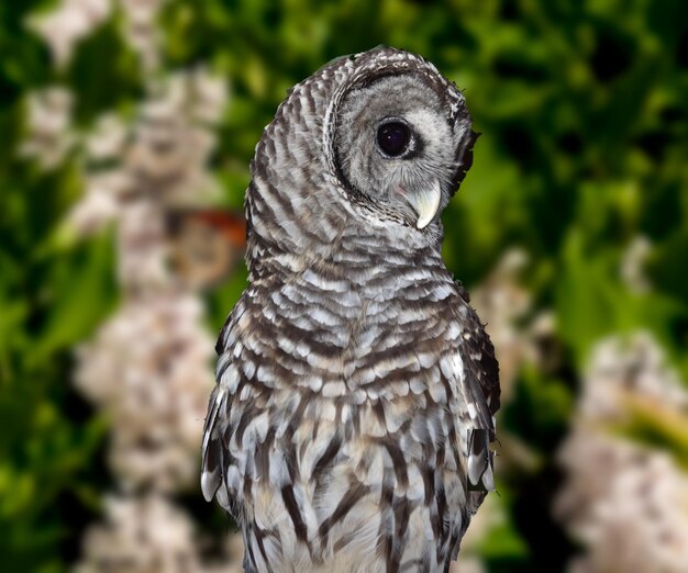 Un primer plano de un pájaro