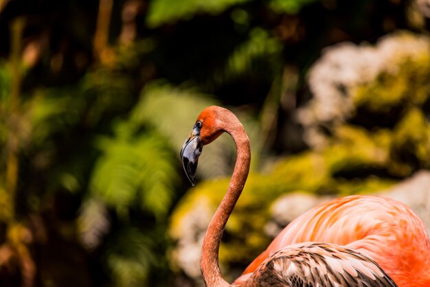 Foto un primer plano de un pájaro