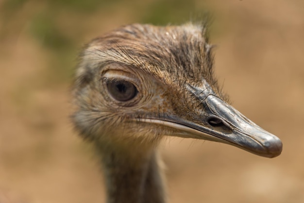 Un primer plano de un pájaro