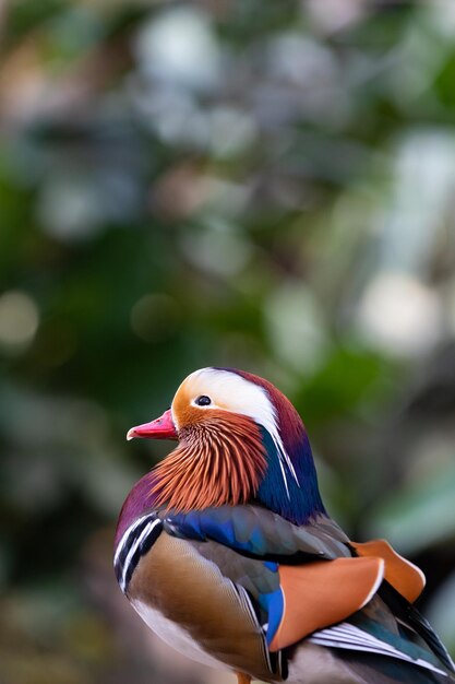 Foto un primer plano de un pájaro