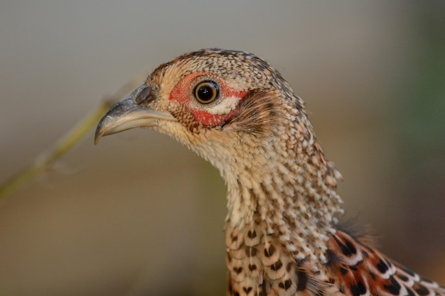 Primer plano de un pájaro