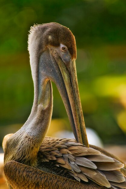 Foto un primer plano de un pájaro