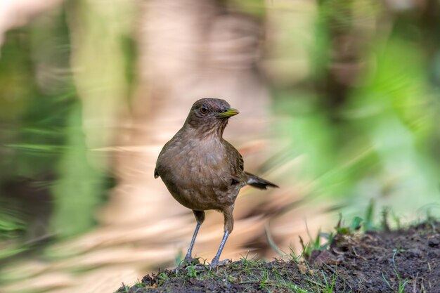 Foto primer plano de un pájaro