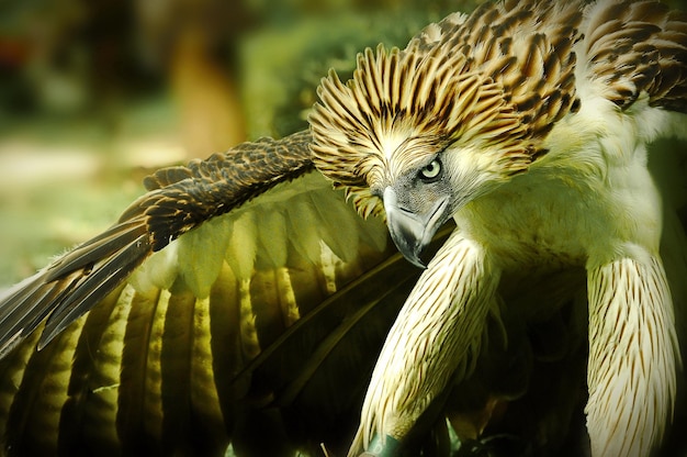 Foto primer plano de un pájaro