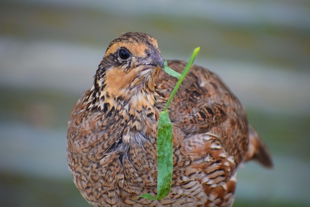 Foto un primer plano de un pájaro