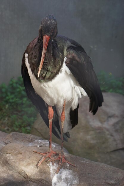 Un primer plano de un pájaro