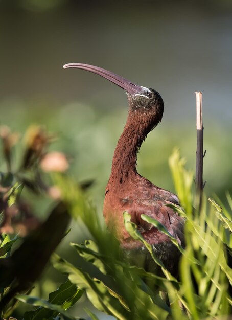 Foto un primer plano de un pájaro