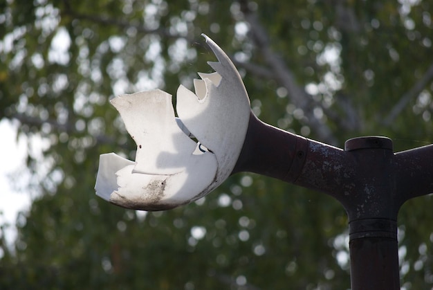 Foto un primer plano de un pájaro