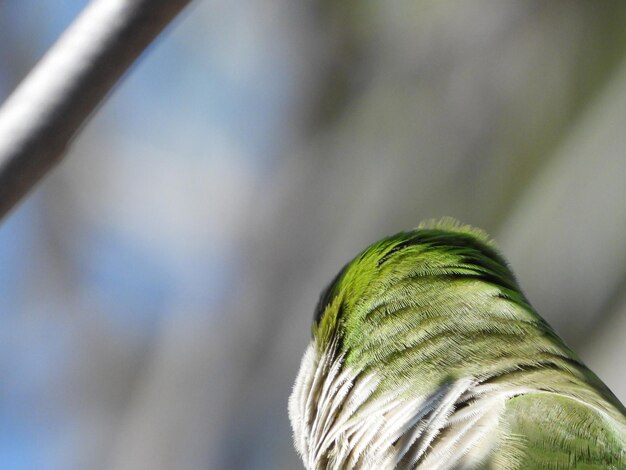 Foto un primer plano de un pájaro