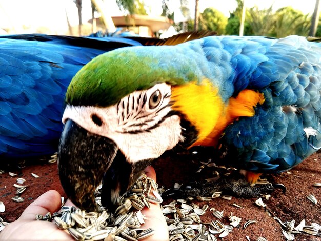 Foto un primer plano de un pájaro