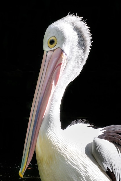 Primer plano de un pájaro