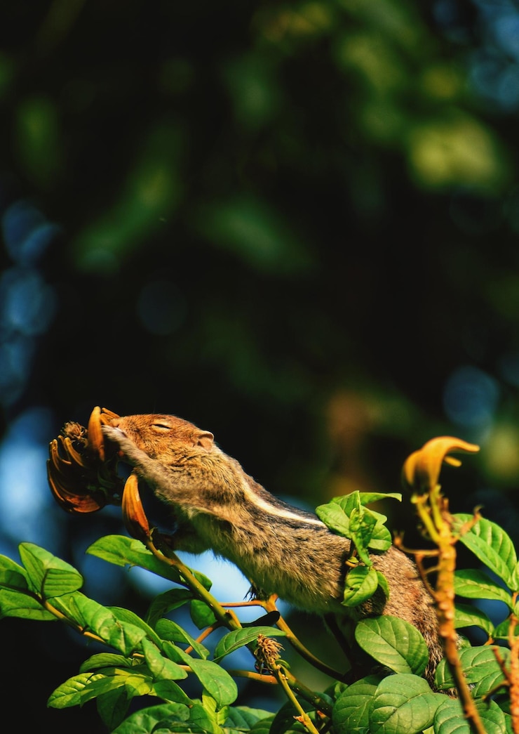 Foto un primer plano de un pájaro