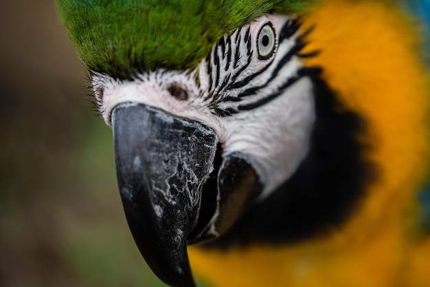 Un primer plano de un pájaro