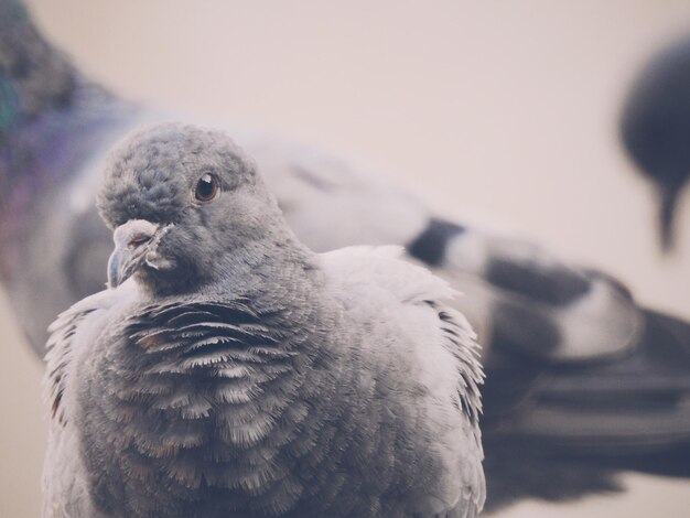 Foto primer plano de un pájaro