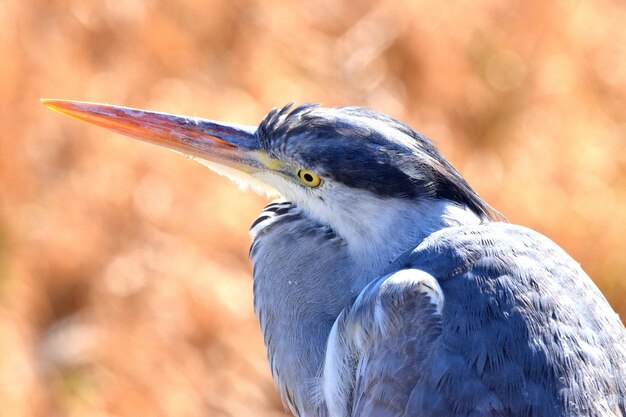 Un primer plano de un pájaro