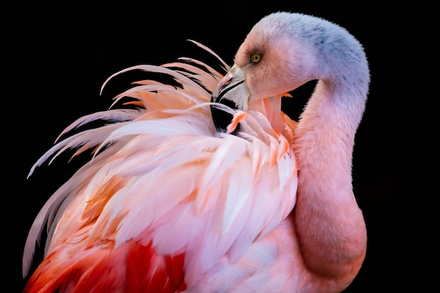 Un primer plano de un pájaro