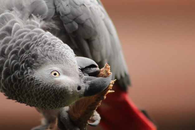 Foto un primer plano de un pájaro