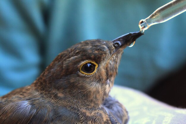 Primer plano de un pájaro