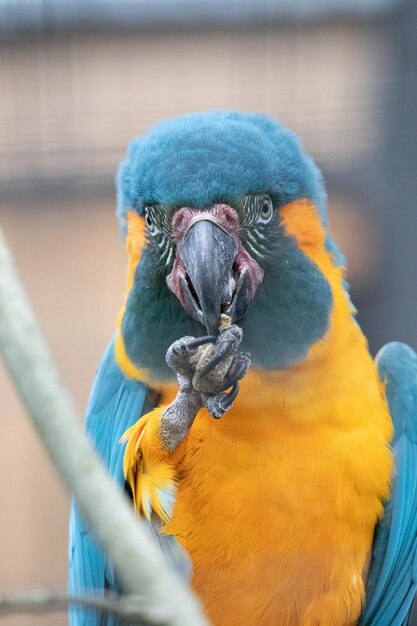 Foto un primer plano de un pájaro