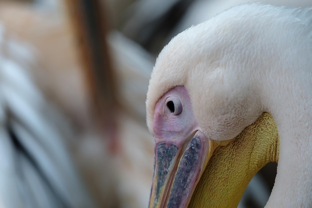 Foto un primer plano de un pájaro