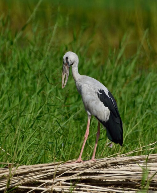 Foto un primer plano de un pájaro