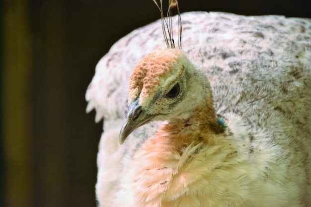 Foto primer plano de un pájaro