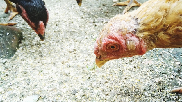 Foto un primer plano de un pájaro