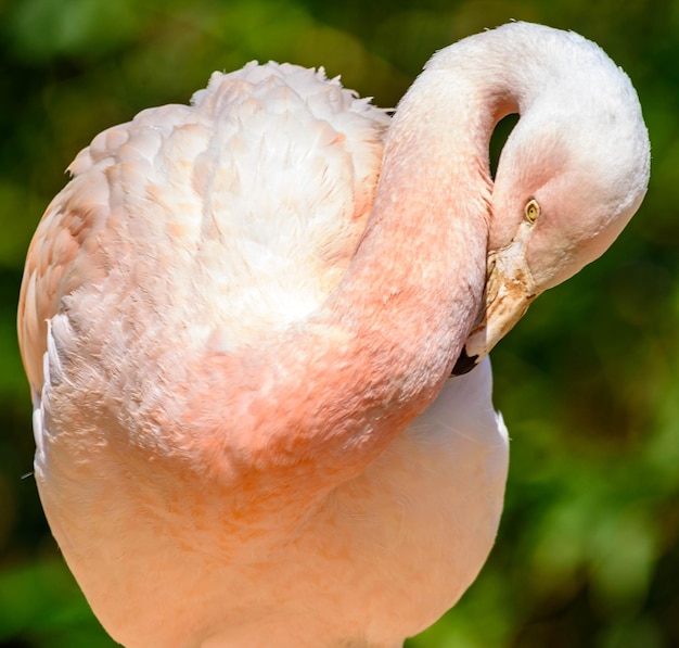 Foto primer plano de un pájaro