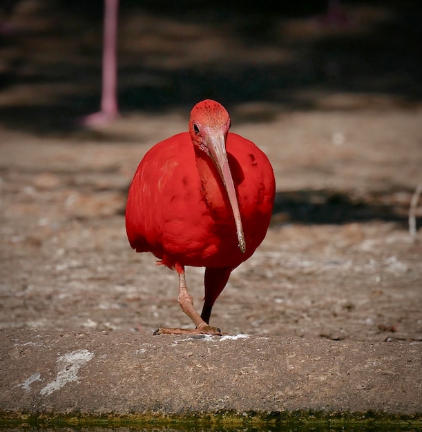 Foto un primer plano de un pájaro