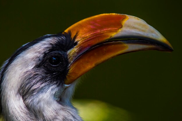 Foto un primer plano de un pájaro