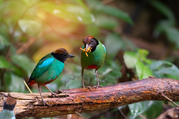 Un primer plano de los pájaros pitta con capucha posados en una rama