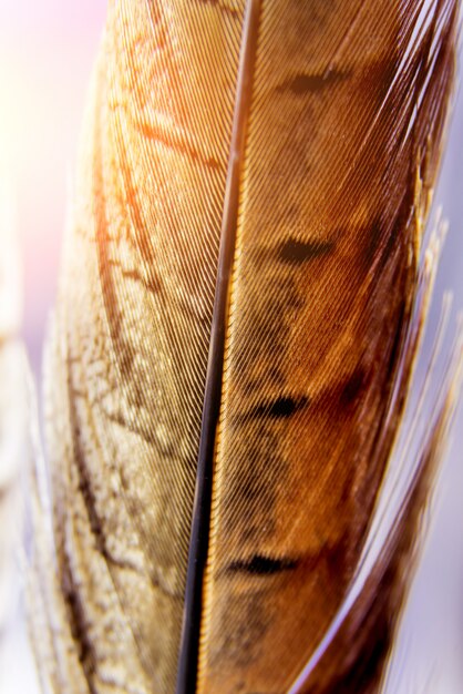 Primer plano de pájaros de plumas