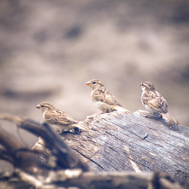 Foto primer plano de pájaros posados en la madera