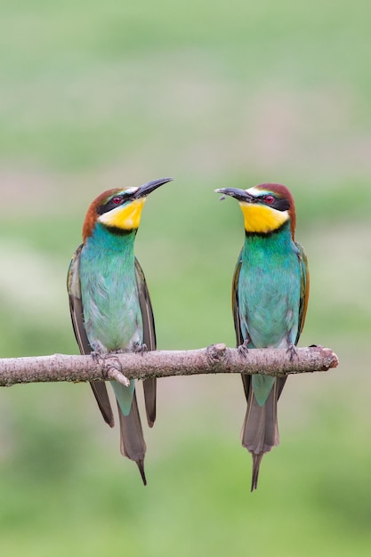 Primer plano de pájaros posados en una rama