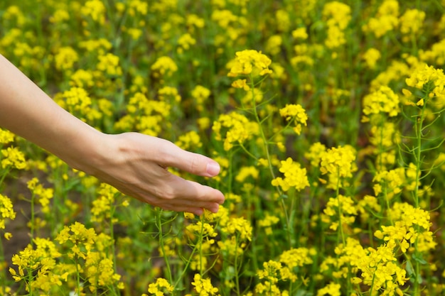 Primer plano de la palma de la mano de una niña, abrazos, flores amarillas de primavera en un campo de colza en un día soleado. Enfoque selectivo. Copie el espacio.