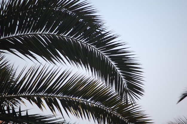 Primer plano de una palmera con el cielo de fondo
