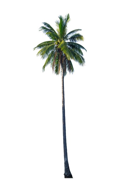 Foto primer plano de una palmera de coco contra un fondo blanco