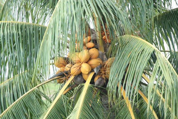 Foto un primer plano de una palmera de coco