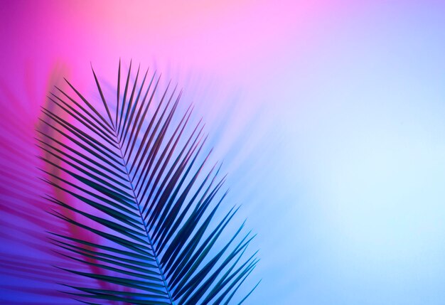 Foto primer plano de una palmera contra el cielo azul